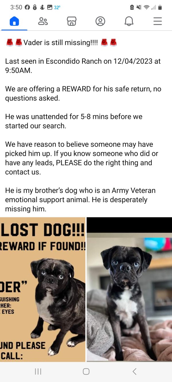 Lost Pug in Texas