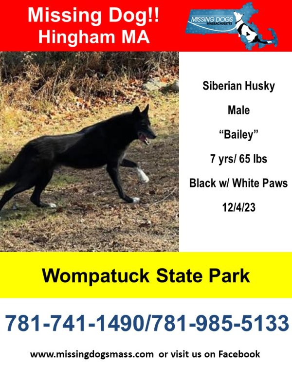 Lost Siberian Husky in Massachusetts