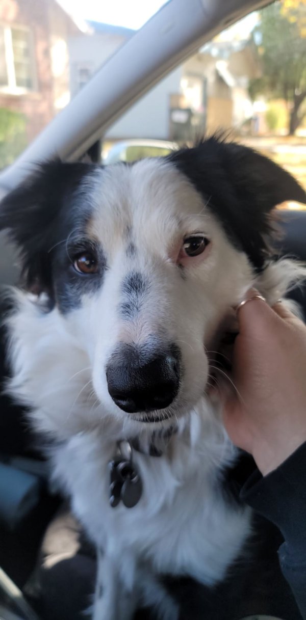 Safe Border Collie in Wichita, KS