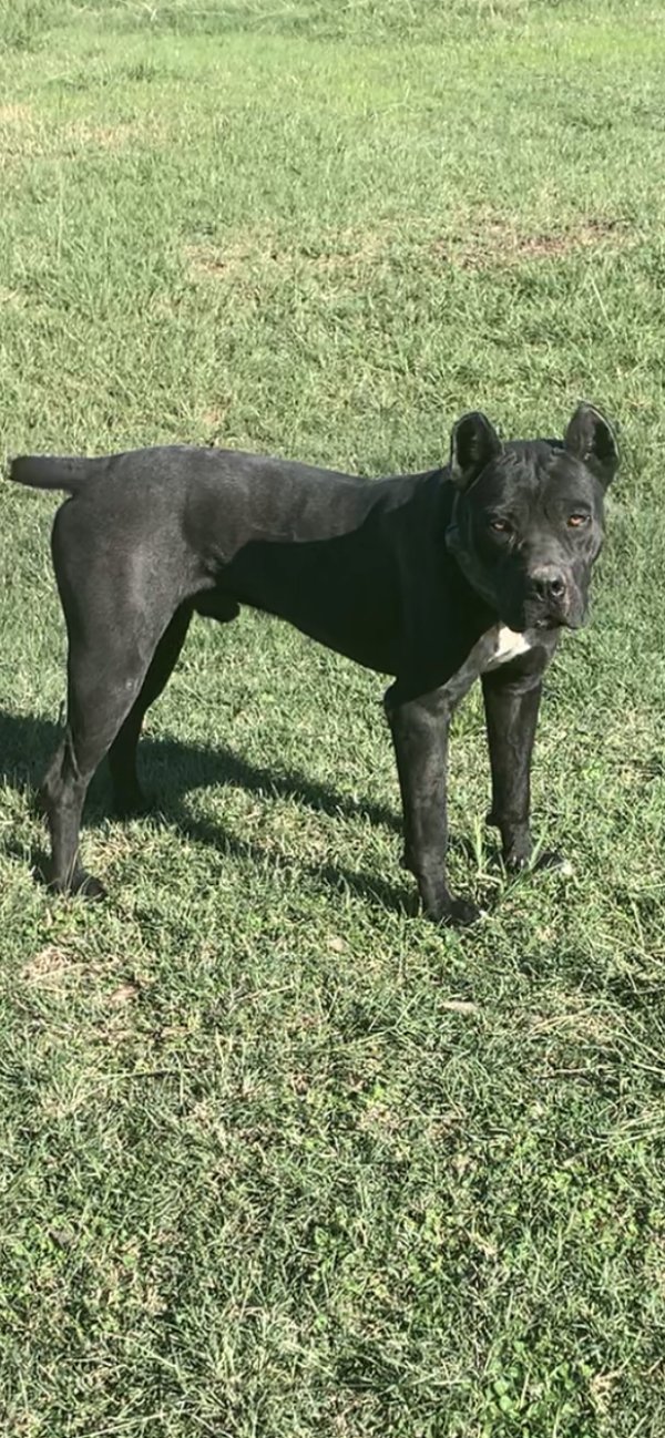 Safe Mutt in Ferris, TX