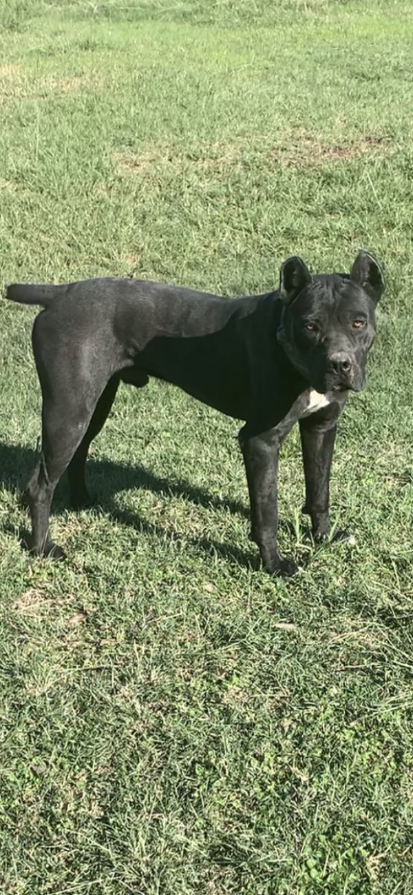 Stolen Mutt in Ferris, TX