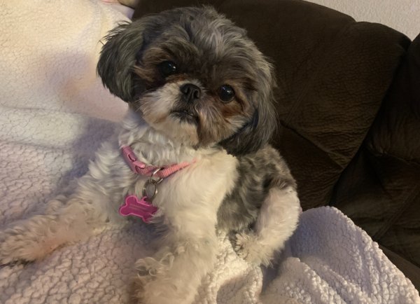 Safe Shih Tzu in San Luis Obispo, CA