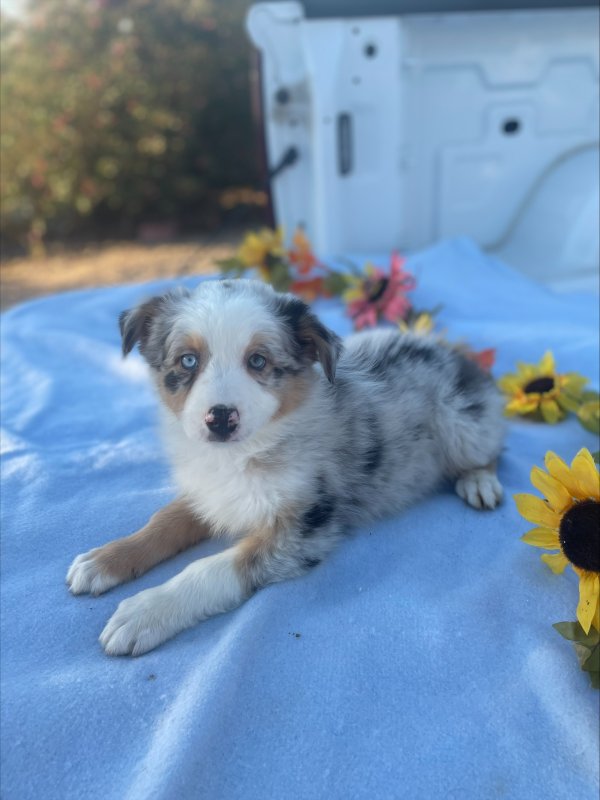 Lost Australian Shepherd 