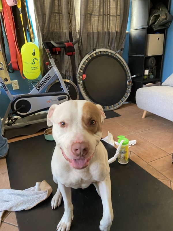 Found Pit Bull in Florida