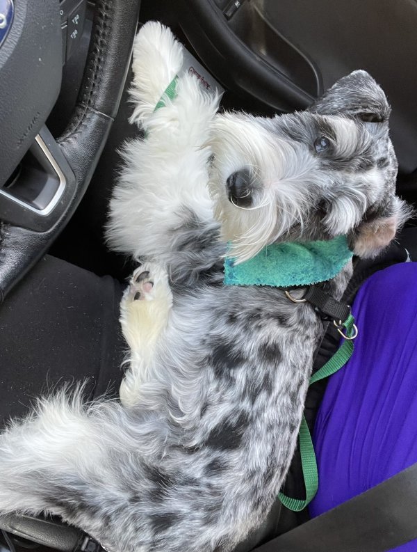 Safe Miniature Schnauzer in Katy, TX