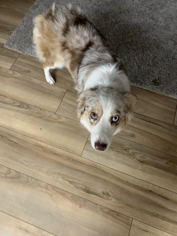 Safe Australian Shepherd in Salem, OR