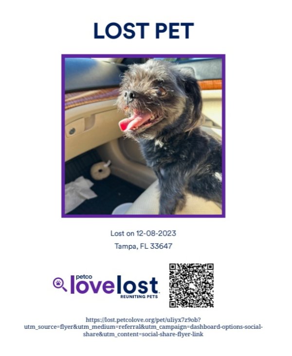 Lost Shih Tzu in Tampa, FL