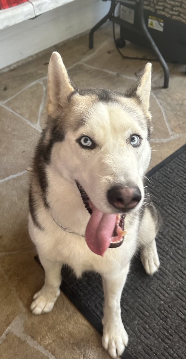 Found Siberian Husky in Katy, TX