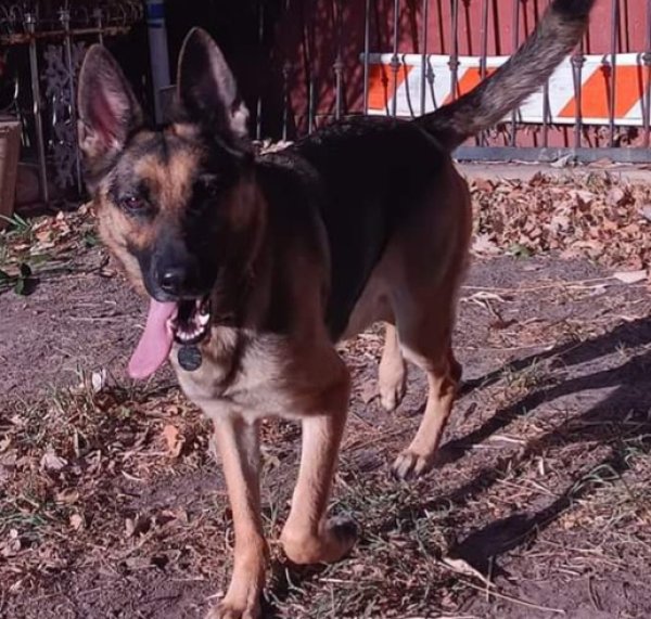 Stolen German Shepherd Dog in Houston, TX