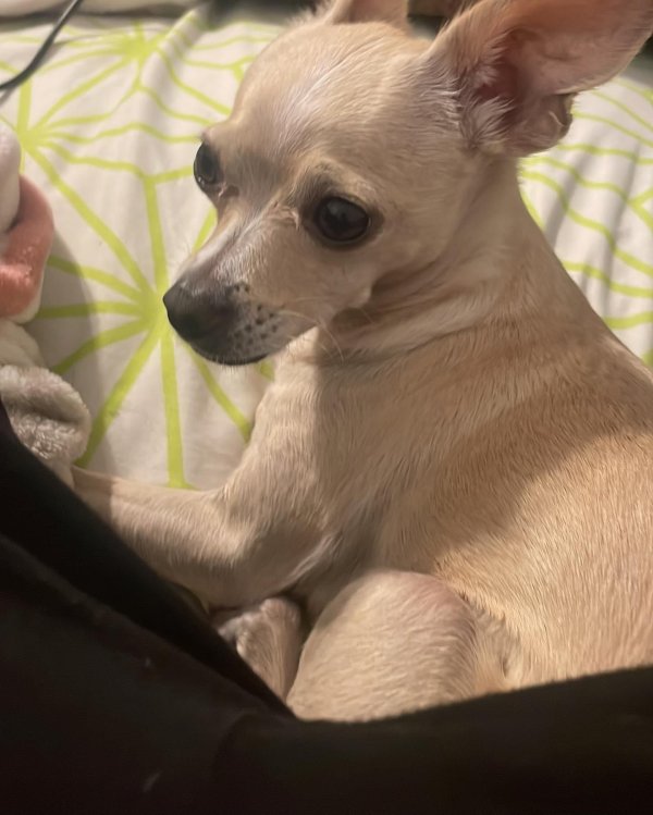 Lost Chihuahua in Plano, TX