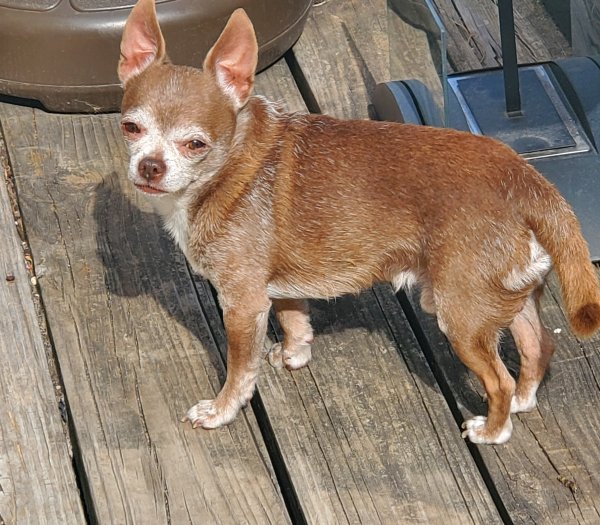 Lost Chihuahua in Wichita, Kansas