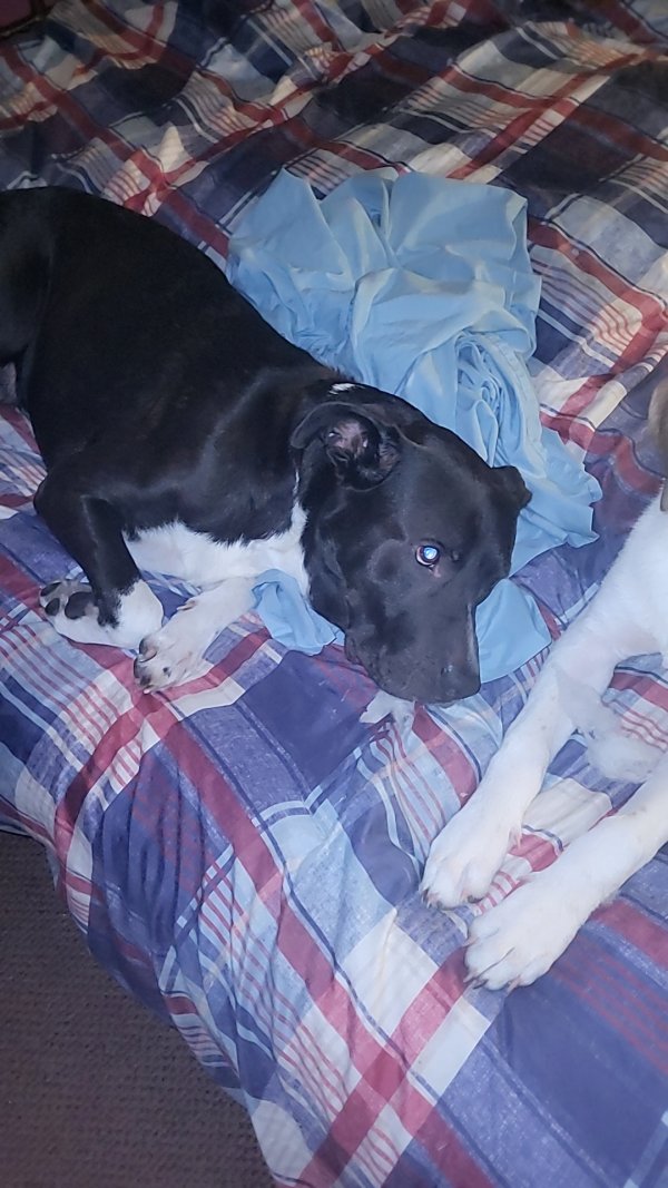 Lost Pit Bull in Spring Hope, NC