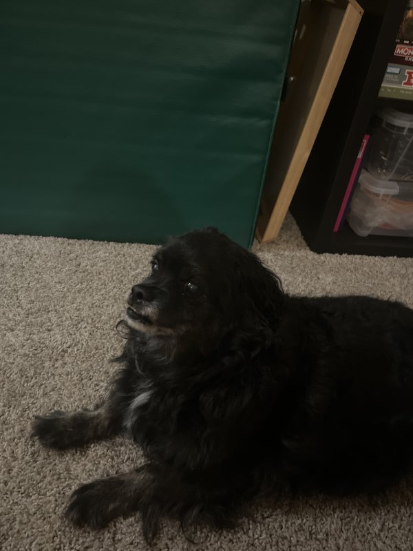 Found Dog in South Lebanon, OH