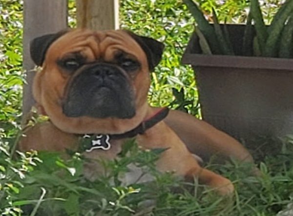 Lost English Bulldog in Port Saint Lucie, FL