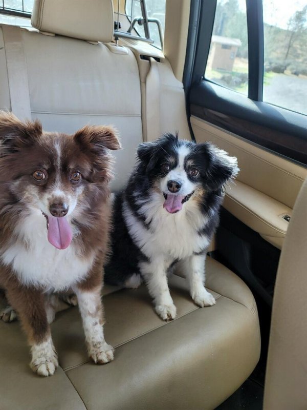 Safe Australian Shepherd in Wellington, NV