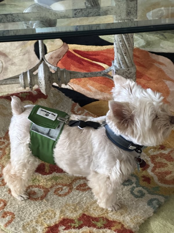 Safe West Highland White Terrier in Prescott, AZ