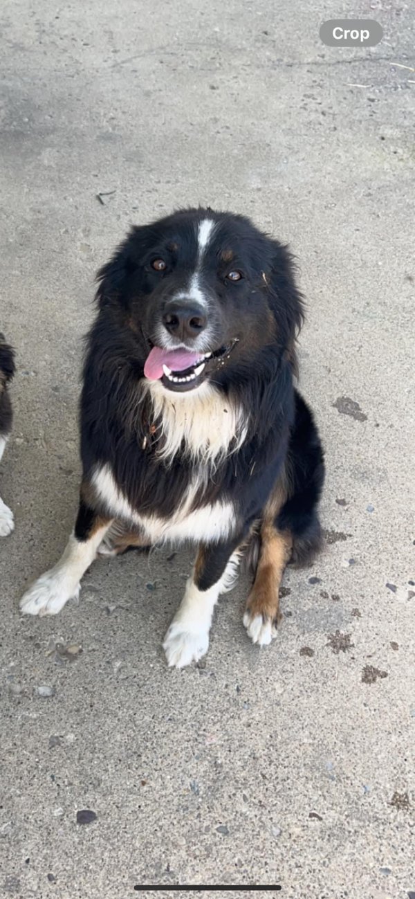 Safe Australian Shepherd in Barnesville, OH