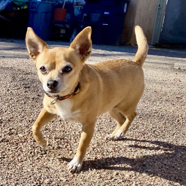 Found Chihuahua in Albuquerque, NM