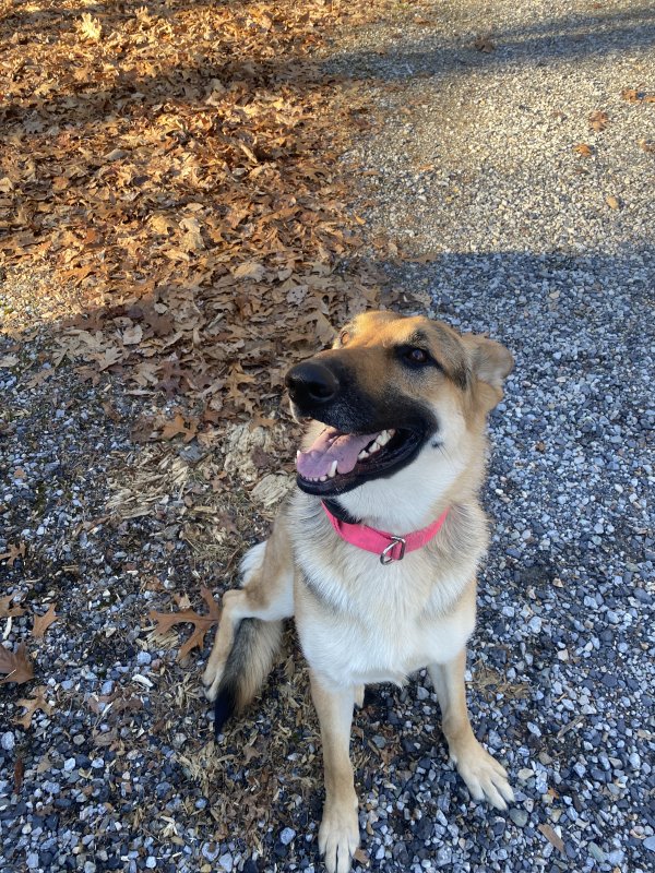 Safe German Shepherd Dog in Orrtanna, PA