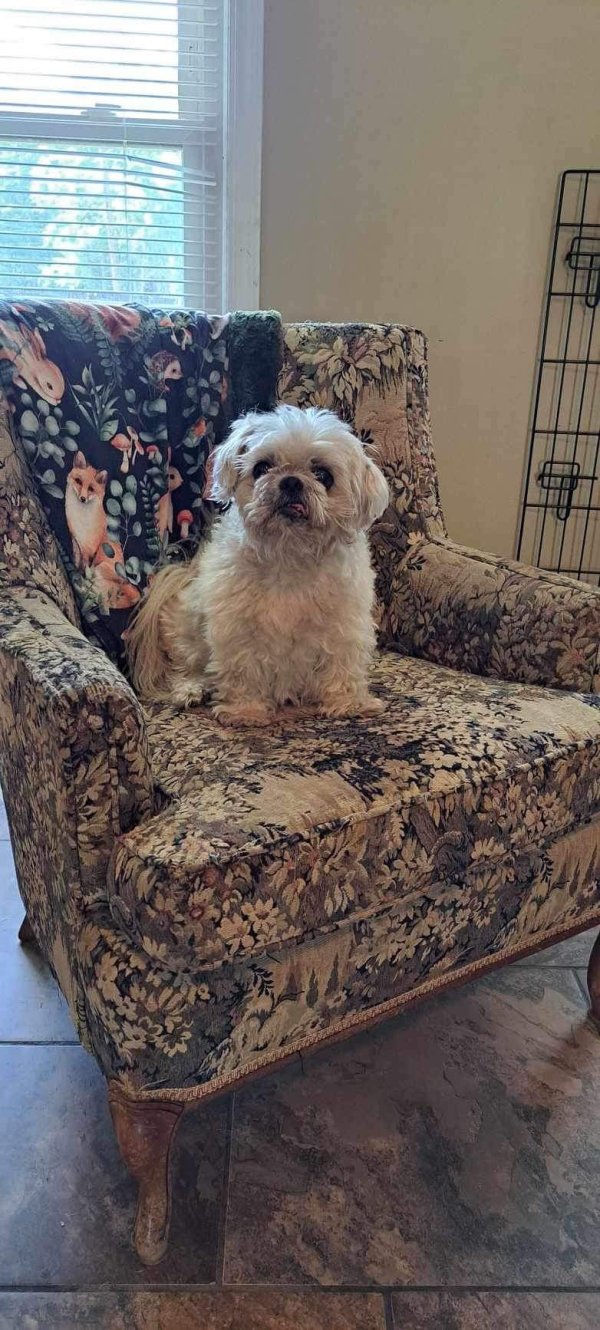 Lost Shih Tzu in Wilmington, NC