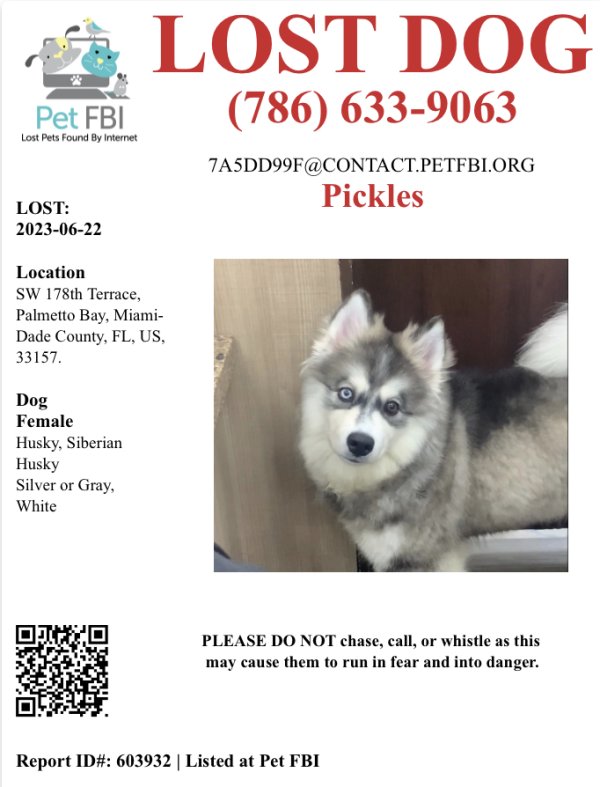 Lost Siberian Husky in Miami, FL