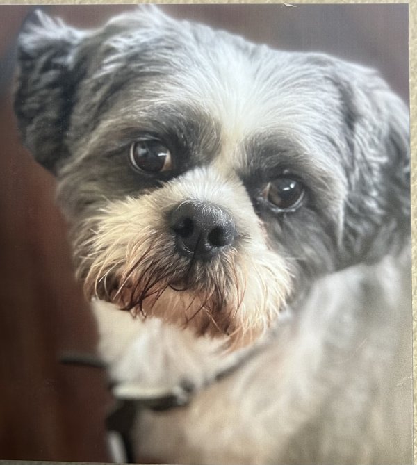 Lost Shih Tzu 