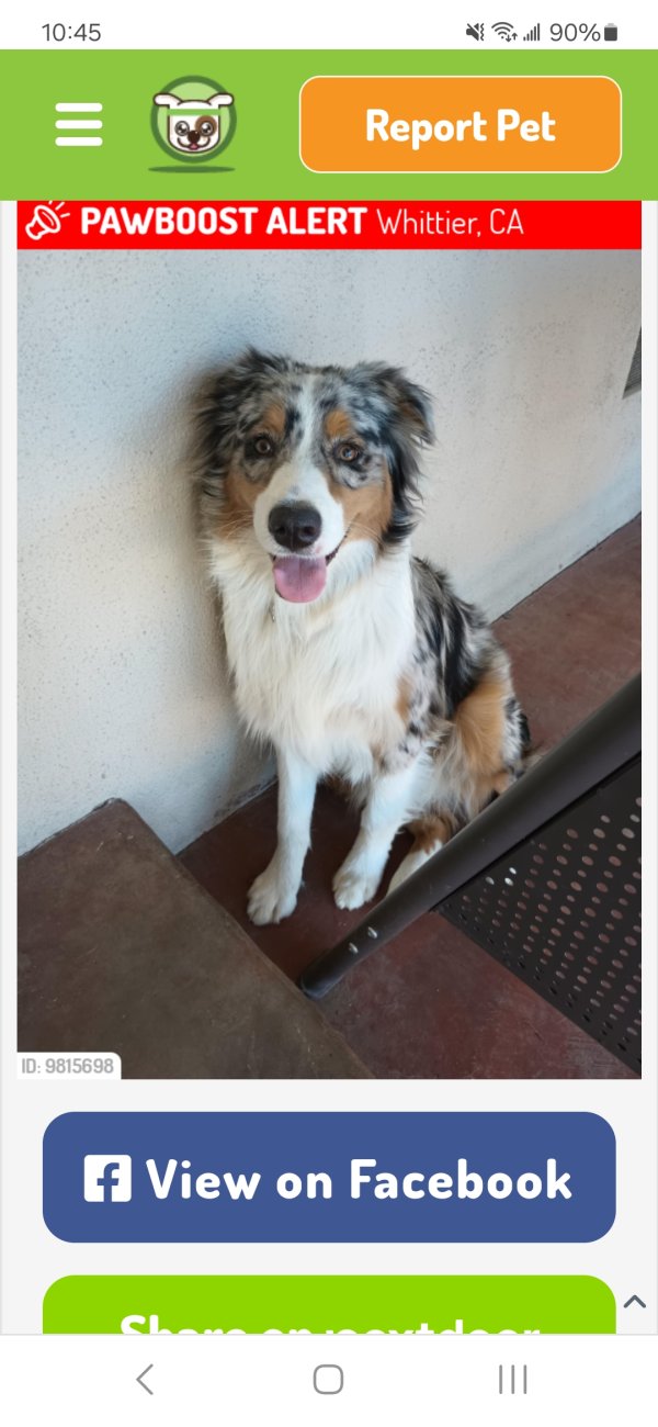 Safe Australian Shepherd in Whittier, CA