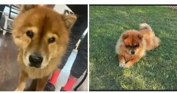 Lost Chow Chow in San Antonio, TX
