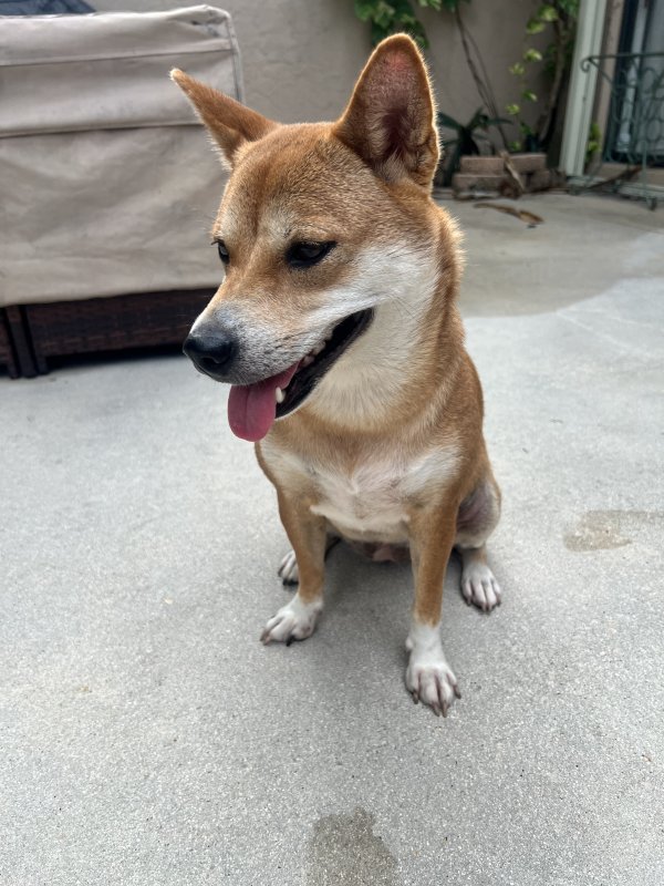 Safe Shiba Inu in Miami, FL