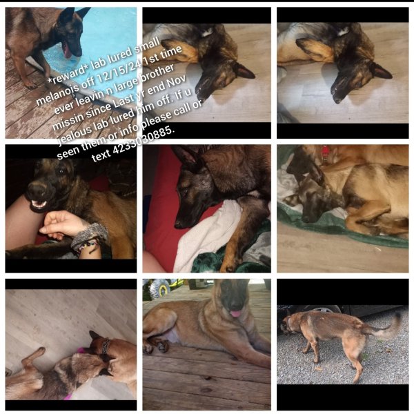 Stolen Belgian Malinois in Graysville, TN