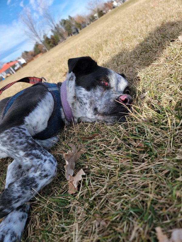 Found Mutt in Aurora, CO