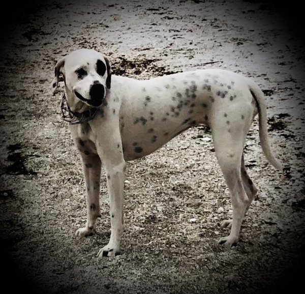 Lost Dalmatian 