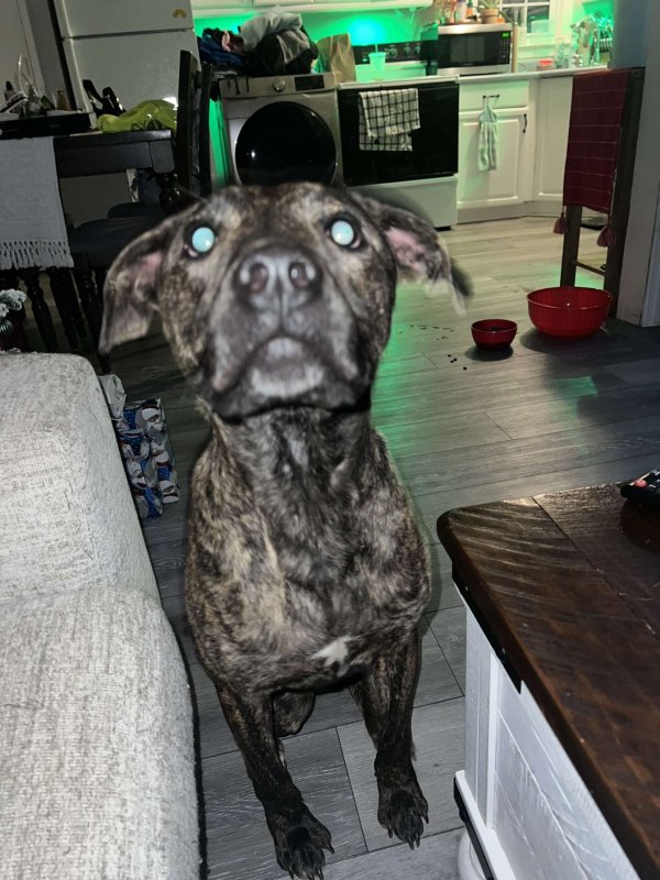 Safe Dog in Dayton, OH