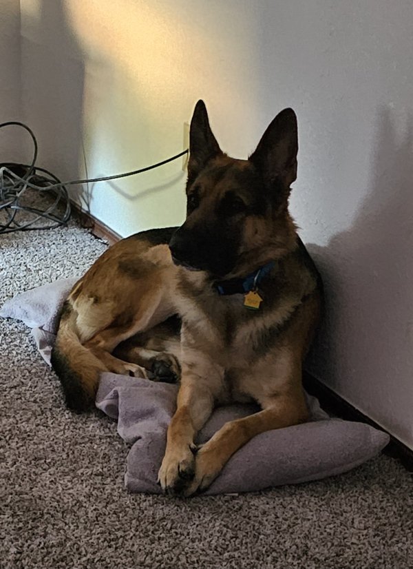 Lost German Shepherd Dog in Kinston, NC