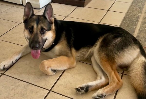 Safe German Shepherd Dog in Saint Petersburg, FL