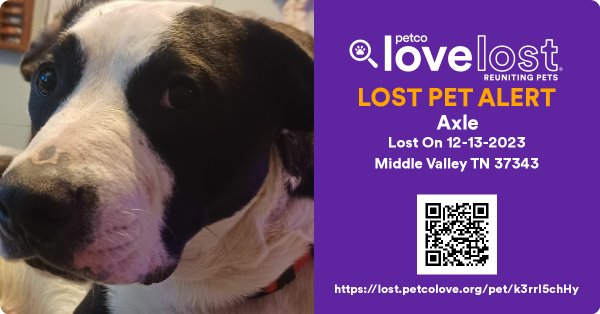 Lost Staffordshire Bull Terrier in Tennessee