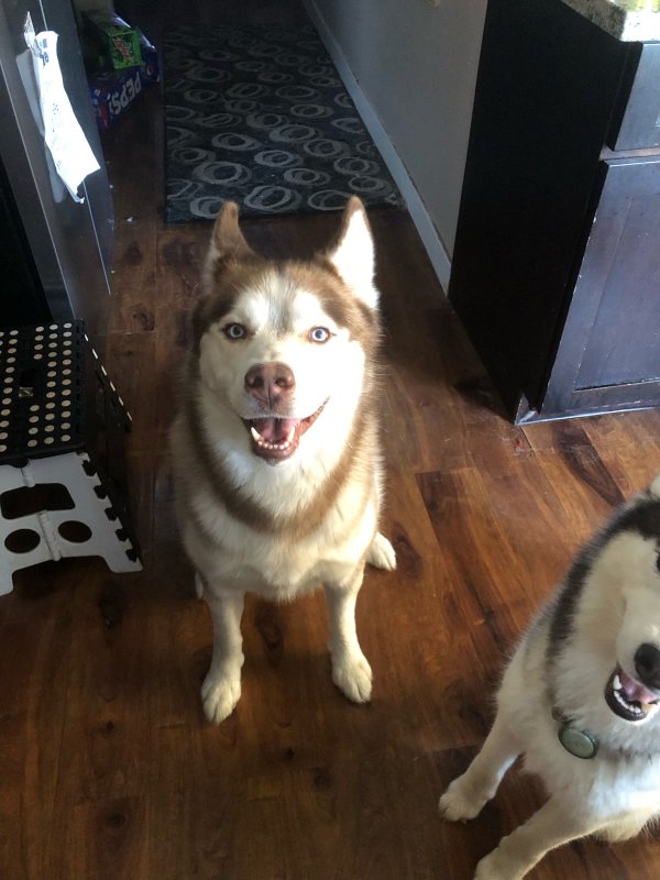 Safe Siberian Husky in Lynnwood, WA