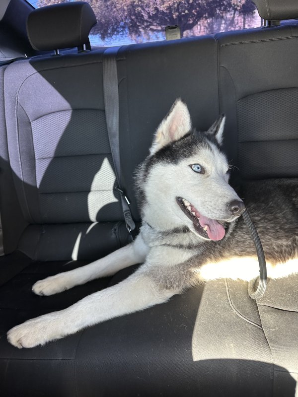 Safe Siberian Husky in Antioch, CA