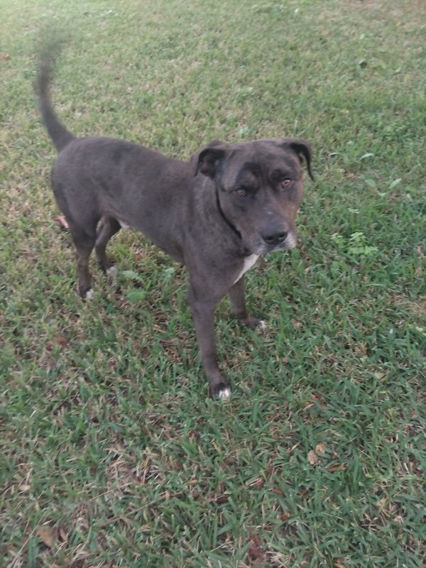 Safe Pit Bull in Haines City, FL