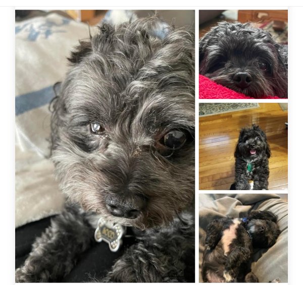 Safe Poodle in Louisville, KY