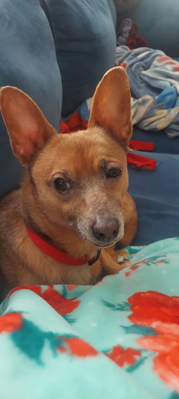 Safe Mutt in Jacksonville, FL