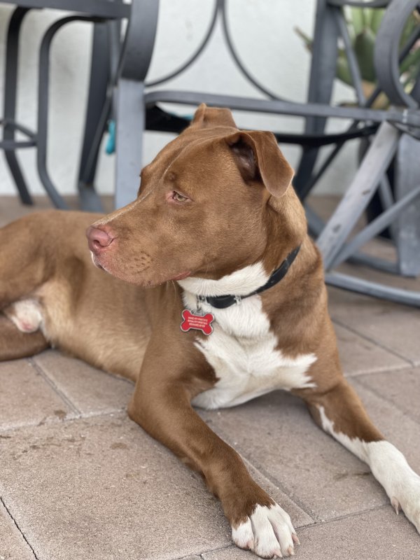 Safe Pit Bull in Miami, FL