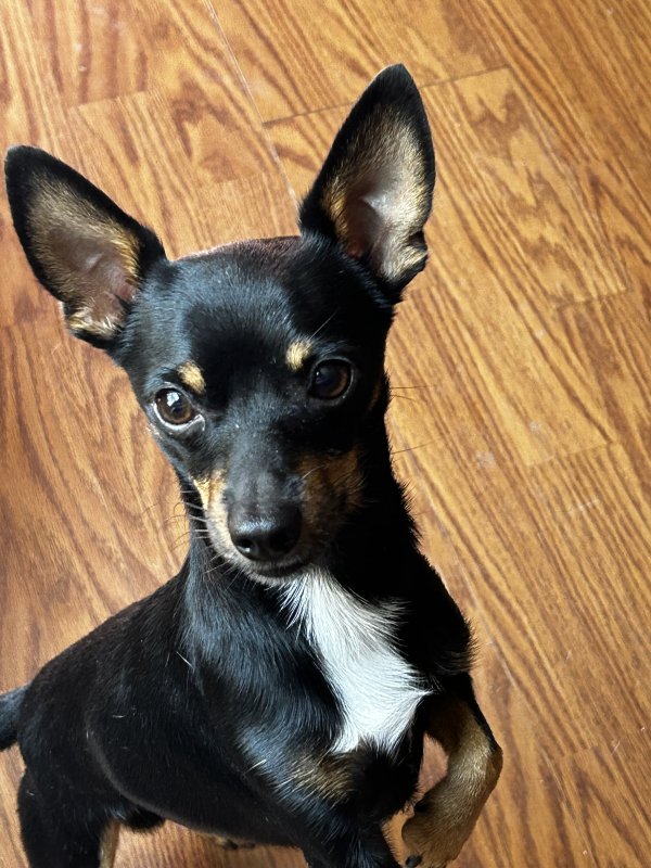 Lost Chihuahua in Houston, TX