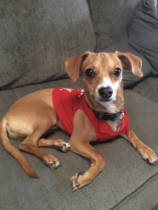 Safe Chihuahua in Richardson, TX
