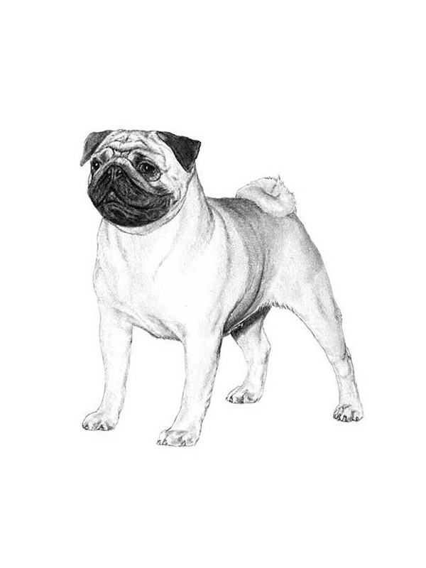 Lost Pug in Princeton, TX