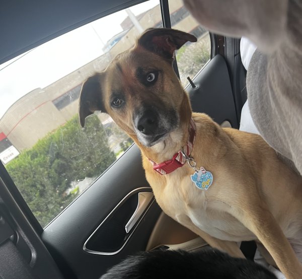 Safe Black Mouth Cur in Manchester, KY