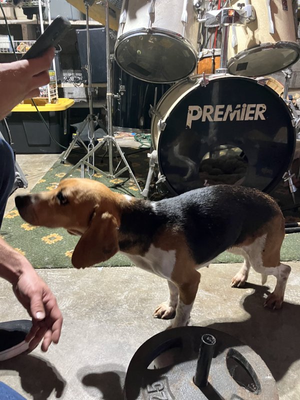 Found Beagle in Nashville, TN