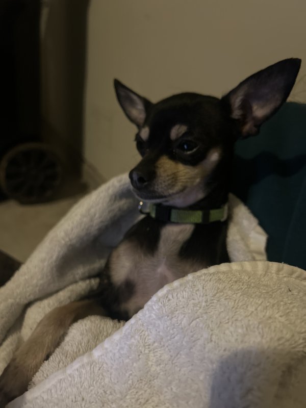 Found Chihuahua in Missouri City, TX