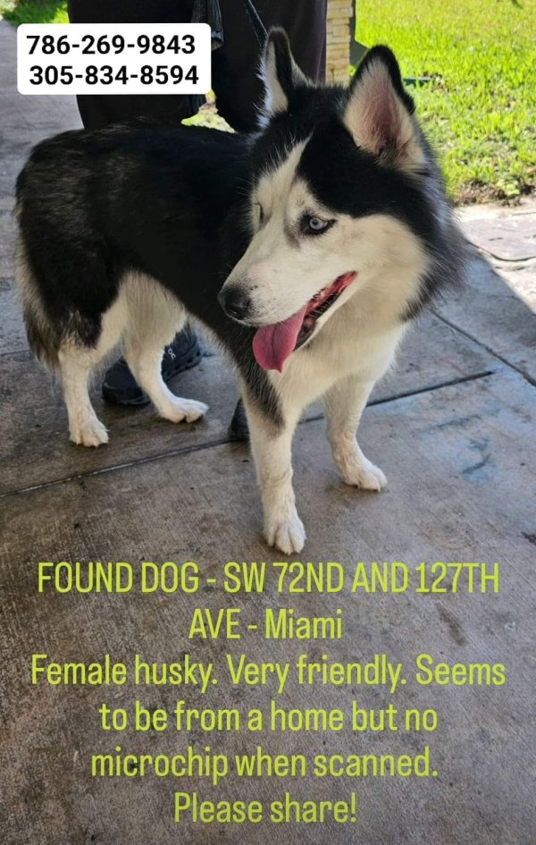 Safe Siberian Husky in Miami, FL