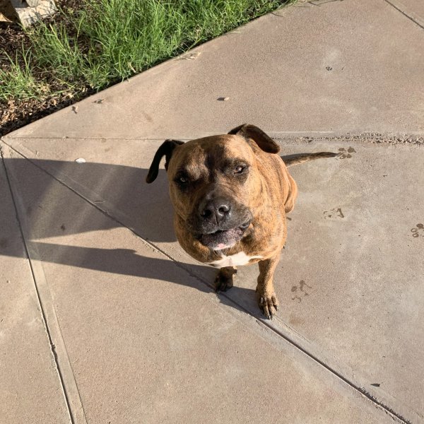 Found Pit Bull in Mesa, AZ